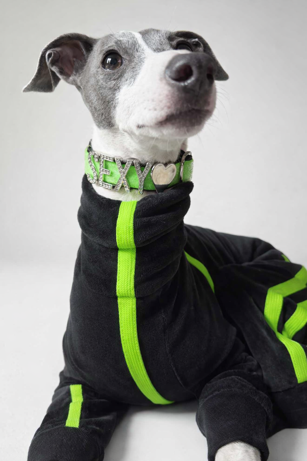 Urban Suede – Anzug für Italienische Windspiele schwarz mit grün