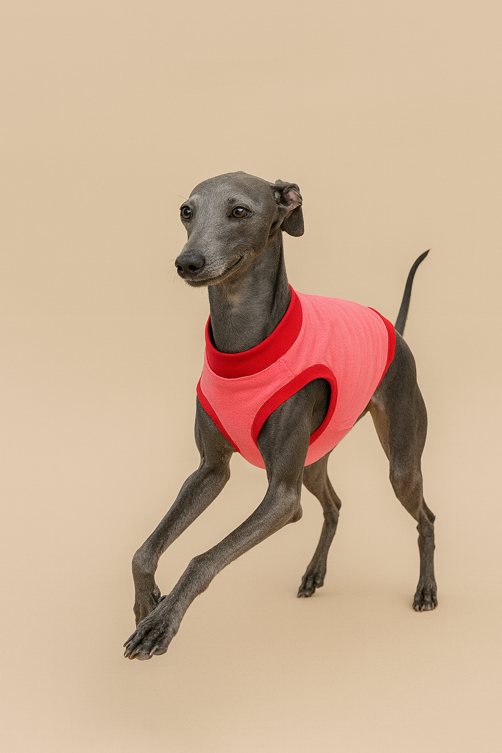 Shirt für italienische Windspiele Pink/ Rot