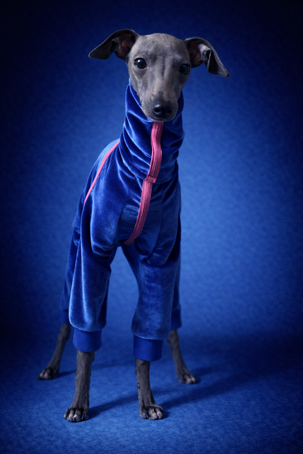 Urban Suede – Anzug für Italienische Windspiele blau mit pink