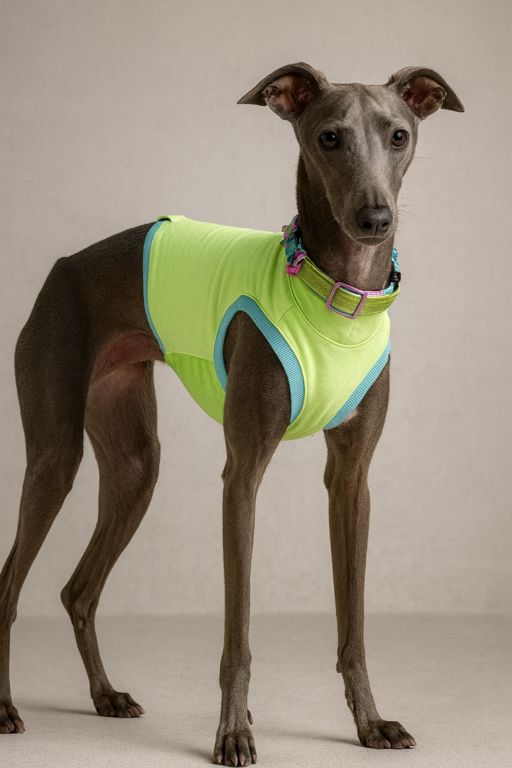 Italienisches Windspiel trägt das MyLittleHound Rüden-Schutz Shirt mit wasserabweisender Unterseite – innovatives Hundeshirt, hygienisch & stilvoll