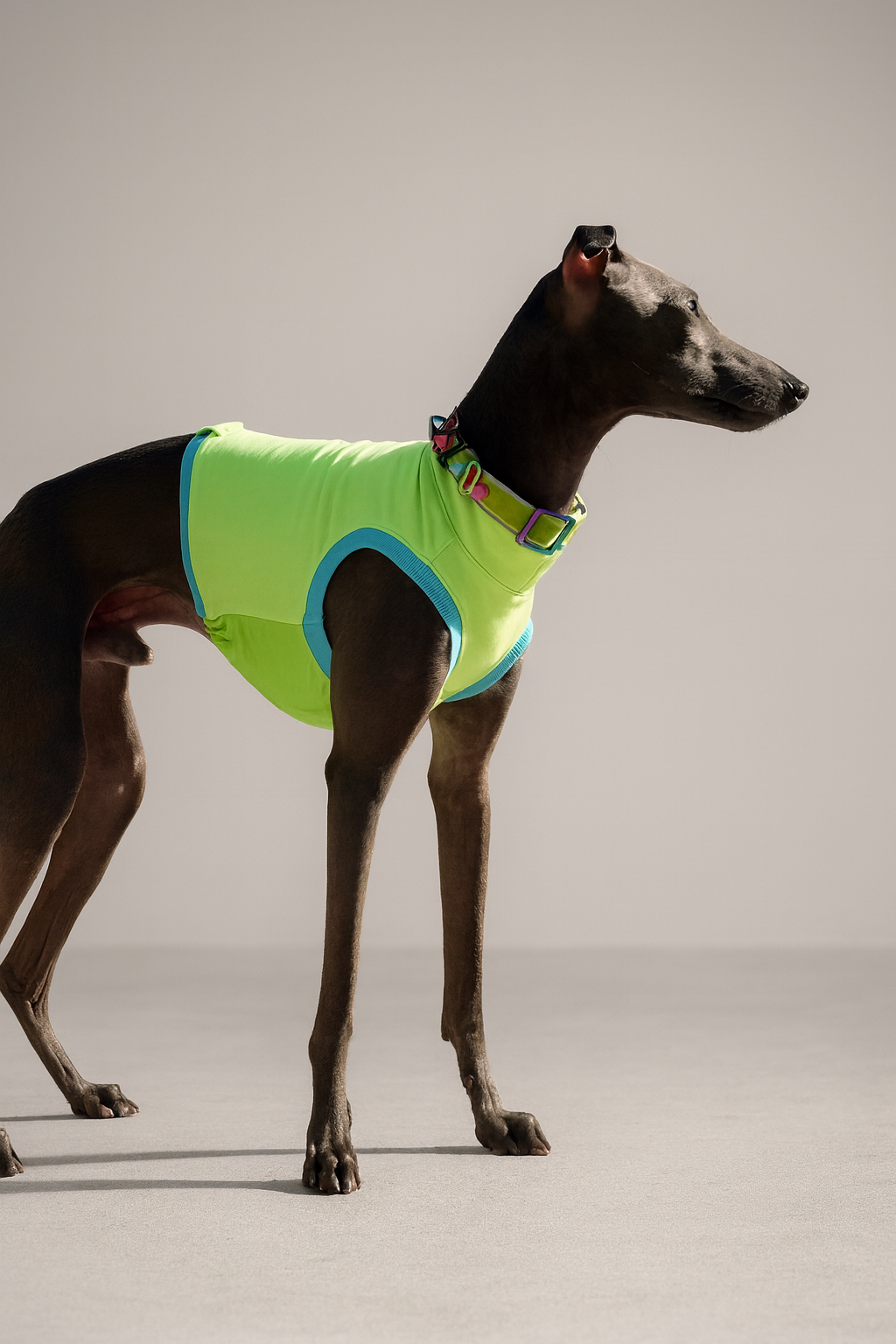 Italienisches Windspiel trägt das MyLittleHound Rüden-Schutz Shirt mit wasserabweisender Unterseite – innovatives Hundeshirt, hygienisch & stilvoll