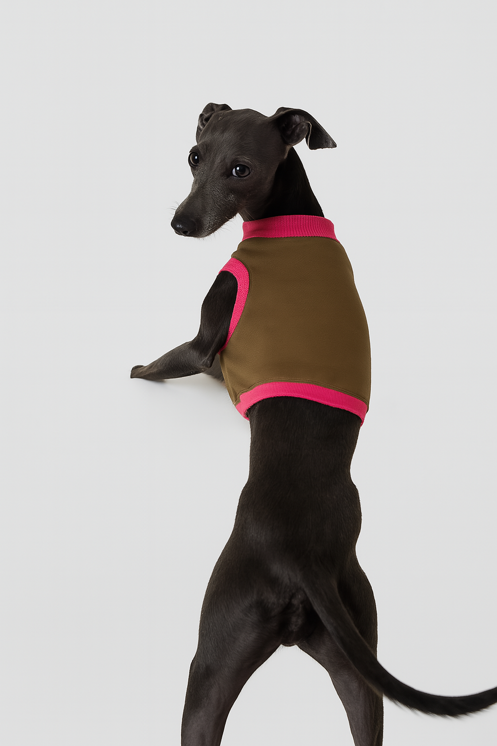 Italienisches Windspiel sitzt auf hellem Hintergrund und trägt ein kaki-farbenes Hundeshirt mit pinkem Kontrastbündchen am Hals und an den Ärmelausschnitten