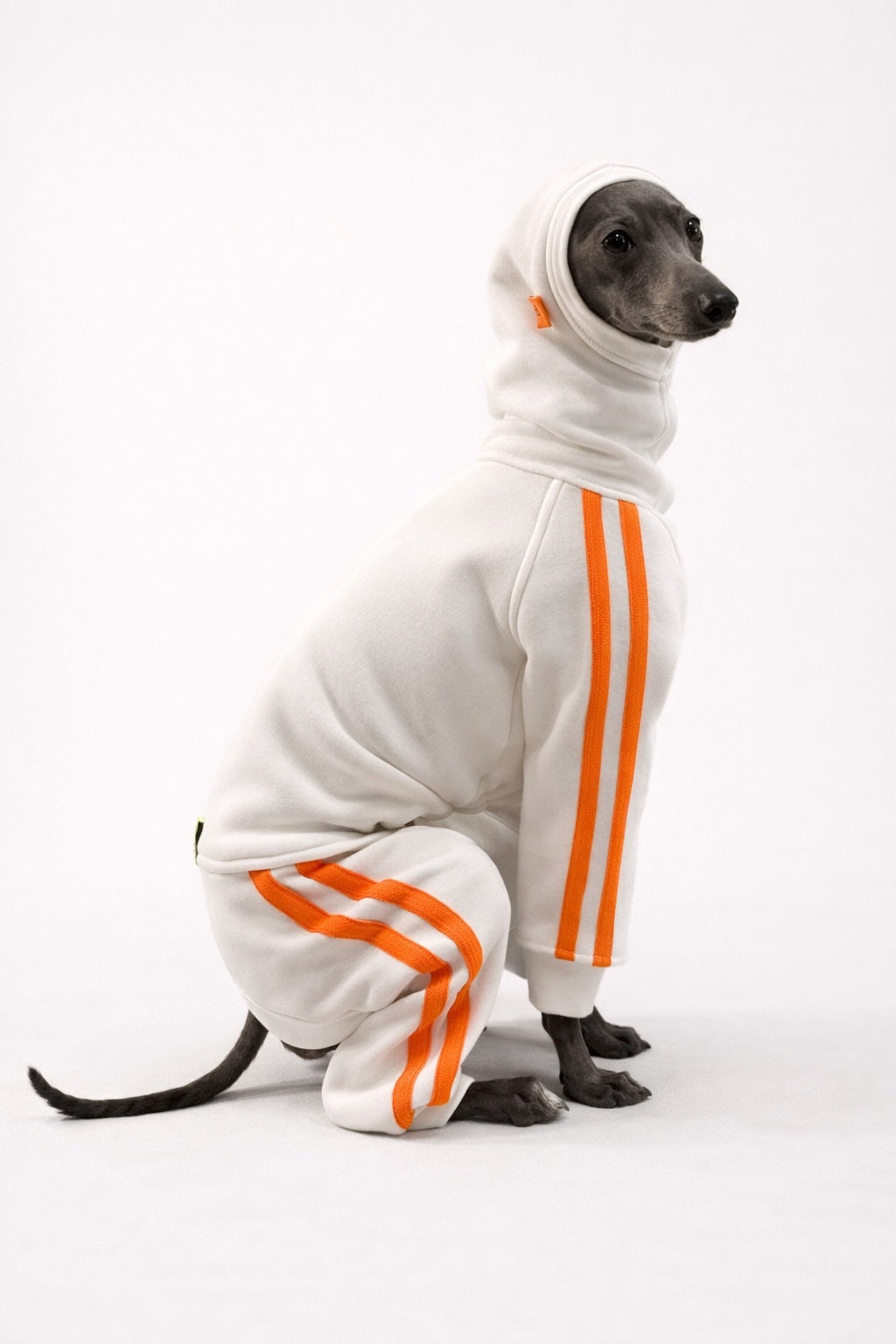 Urban Sprint – Anzug für Italienische Windspiele weiss mit neon orange