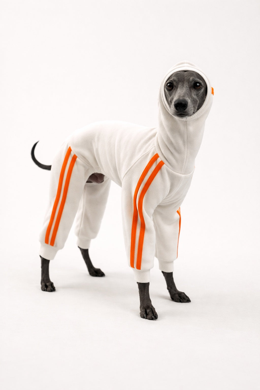 Urban Sprint – Anzug für Italienische Windspiele weiss mit neon orange