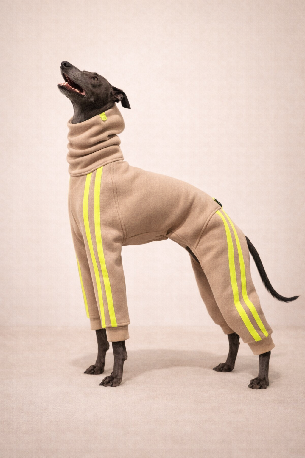 Urban Sprint – Anzug für Italienische Windspiele beige mit neon gelben Streifen