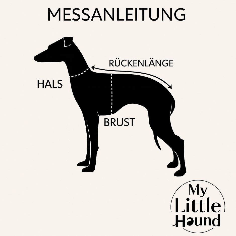 So misst du dein Italienisches Windspiel richtig aus – Der komplette Guide
