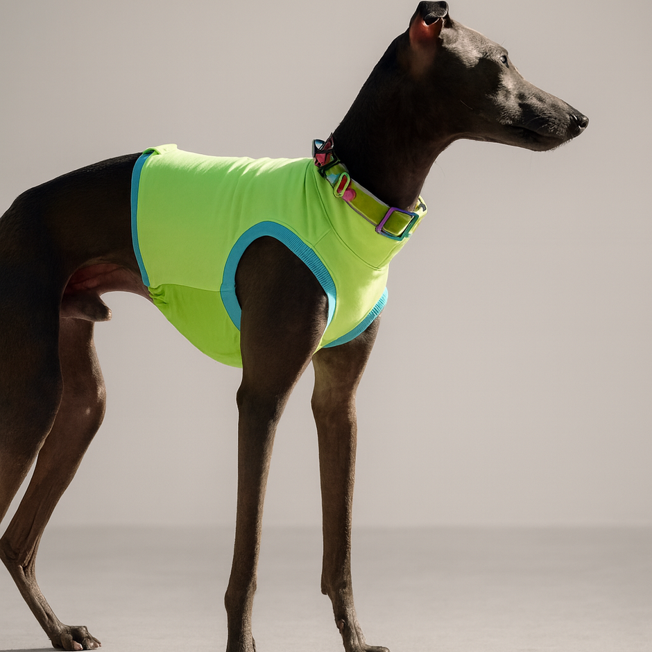 Windspiel Shirt mit wasserabweisender Unterseite – Schutz für Rüden | MyLittleHound
