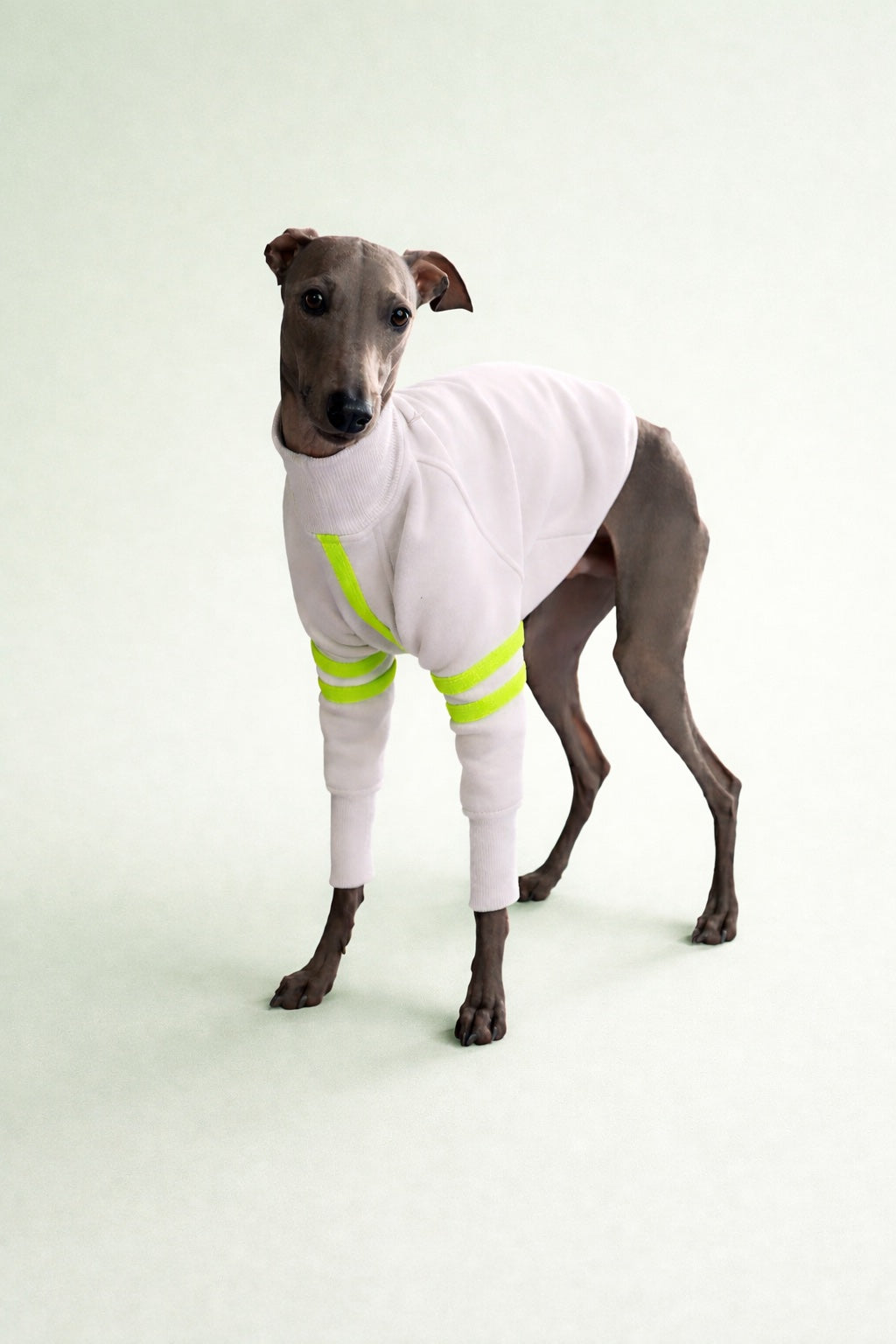 Windhund Pullover – weich, stilvoll & perfekt für alle Windhunde