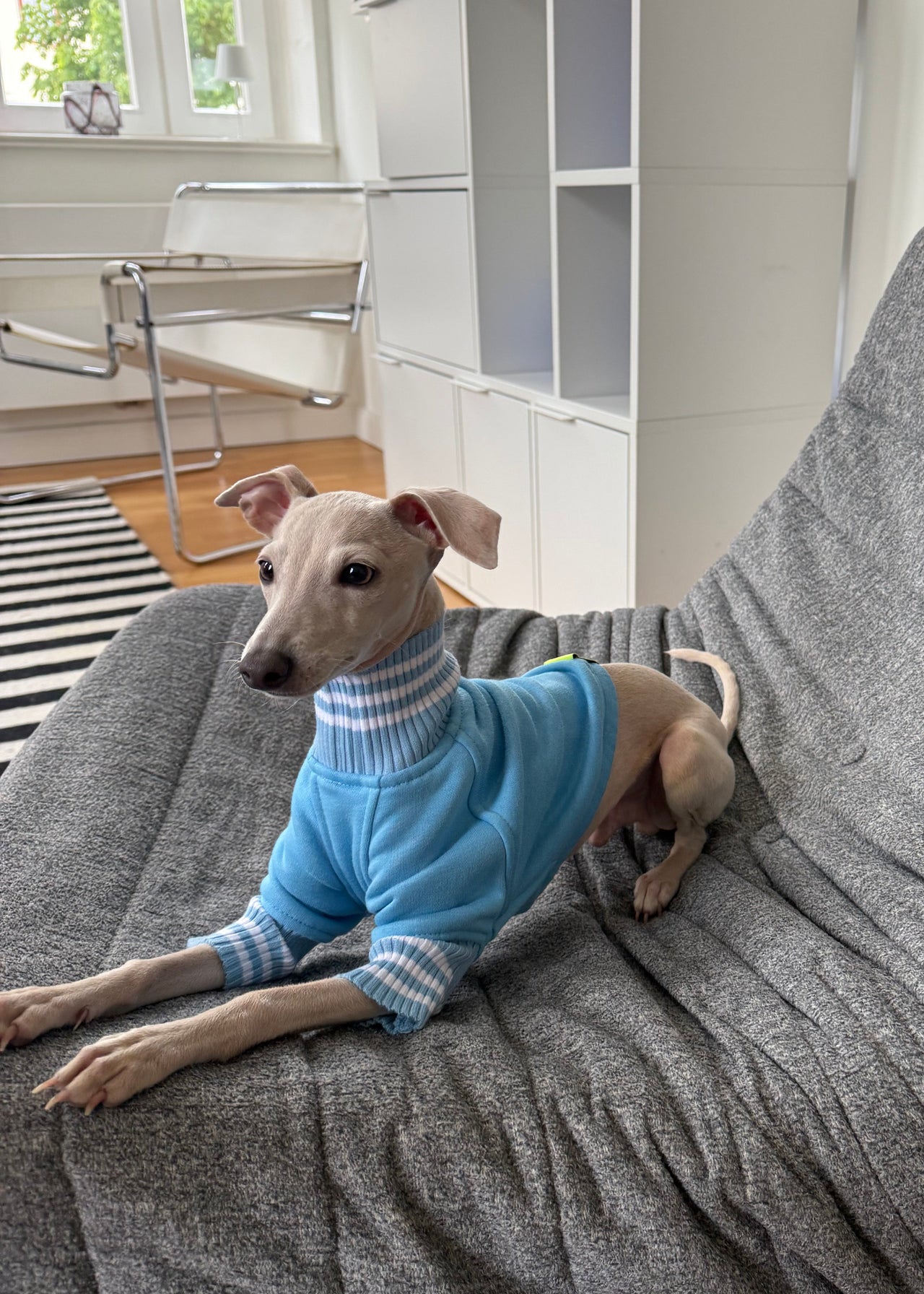 Puppy Stripe Sweater Sky