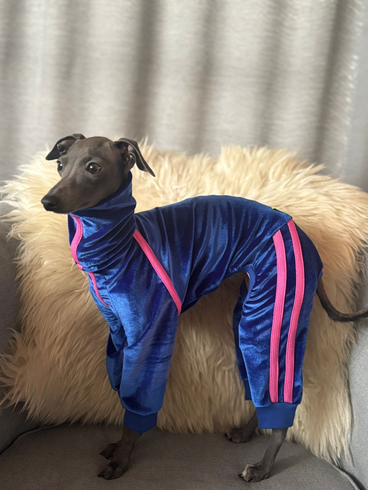 Urban Suede – Anzug für Italienische Windspiele blau mit pink