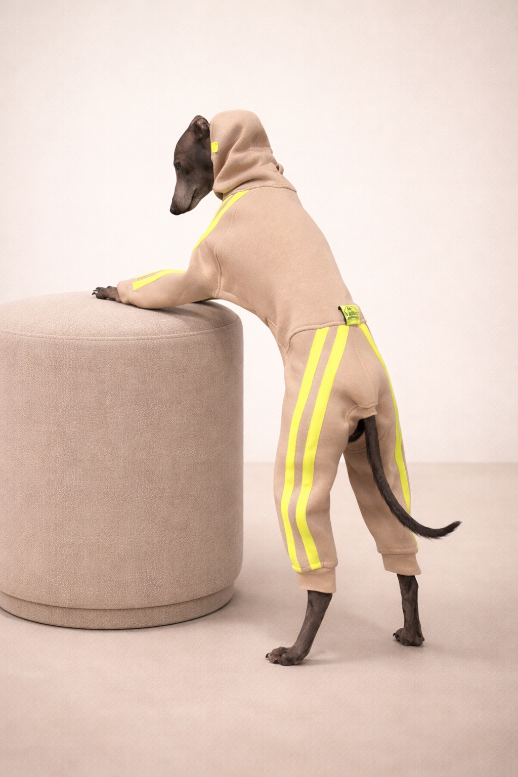 Urban Sprint – Anzug für Italienische Windspiele beige mit neon gelben Streifen